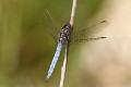 J01_3815 Orthetrum coerulescens